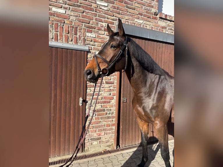 Belgian Warmblood Mare 8 years 16,2 hh  in Grefrath