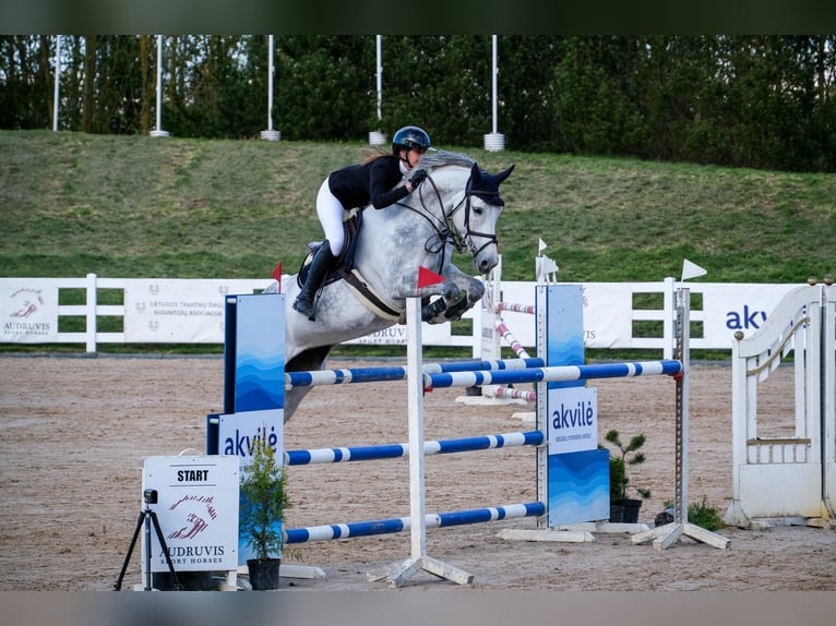 Belgian Warmblood Mare 8 years 16,2 hh Gray in Balkasodis, Alytus region
