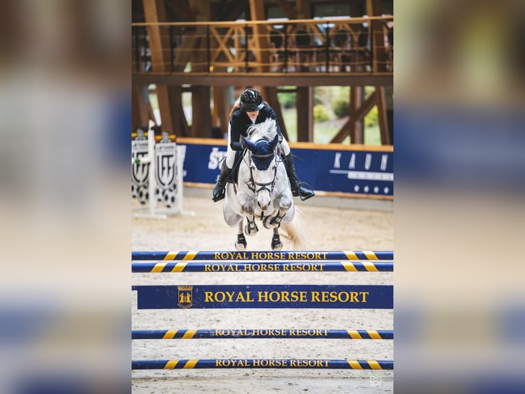 Belgian Warmblood Mare 8 years 16,2 hh Gray in Balkasodis, Alytus region
