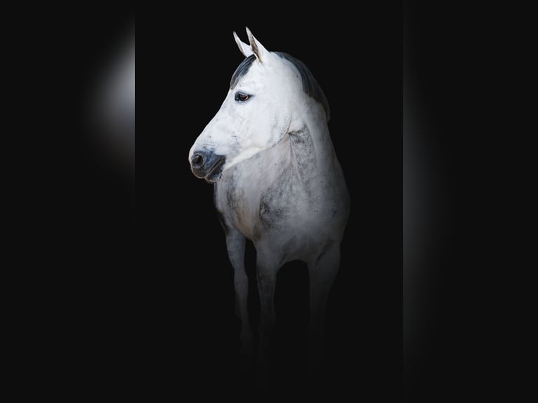 Belgian Warmblood Mare 8 years 16,2 hh Gray in Balkasodis, Alytus region