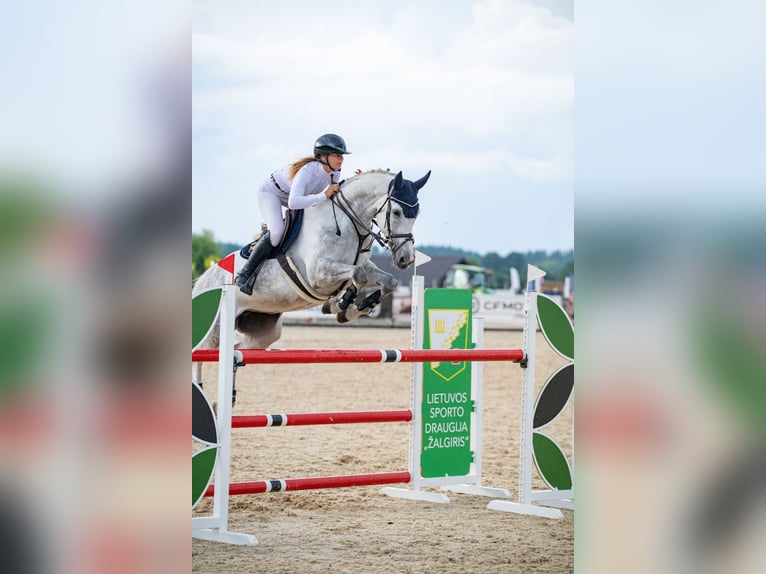 Belgian Warmblood Mare 8 years 16,2 hh Grey in Balkasodis, Alytus region