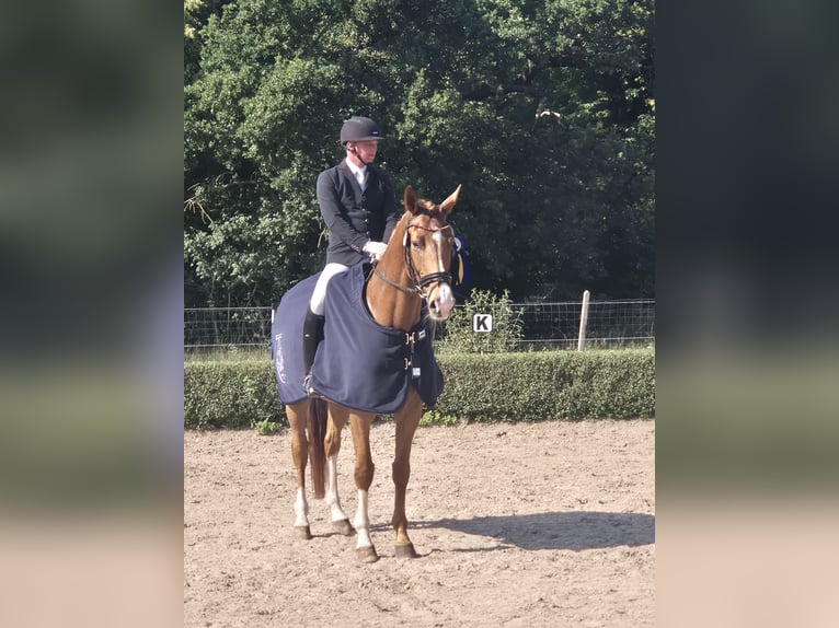 Belgian Warmblood Mare 8 years 16,3 hh Chestnut-Red in Schönwalde-Glien