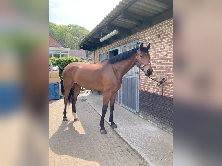 Belgian Warmblood Mare 8 years 17,2 hh Brown in GROTE-BROGEL