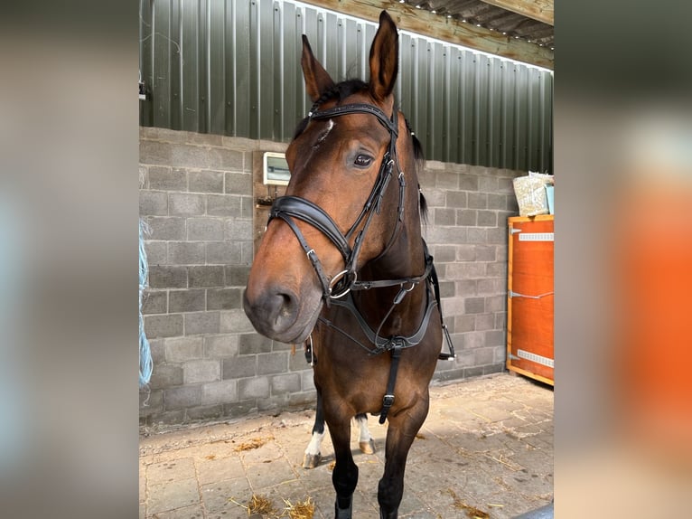 Belgian Warmblood Mare 8 years 17 hh Brown in Brasschaat