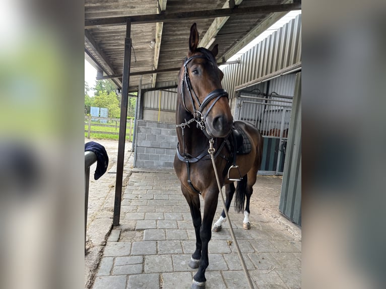 Belgian Warmblood Mare 8 years 17 hh Brown in Brasschaat