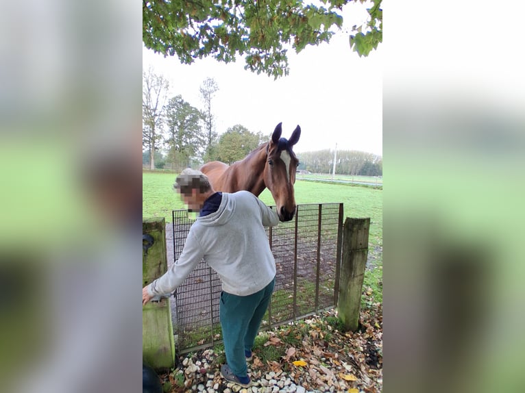 Belgian Warmblood Mare 8 years 17 hh Brown in Rijkevorsel