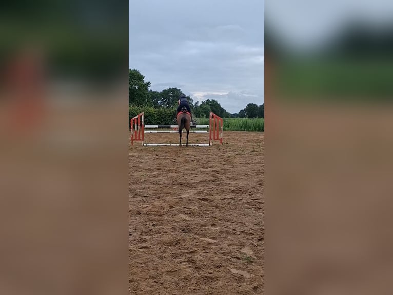 Belgian Warmblood Mare 9 years 13.1 hh Brown in Geel