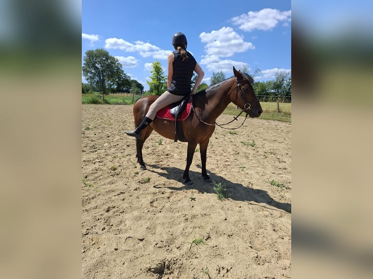 Belgian Warmblood Mare 9 years 13.1 hh Brown in Geel