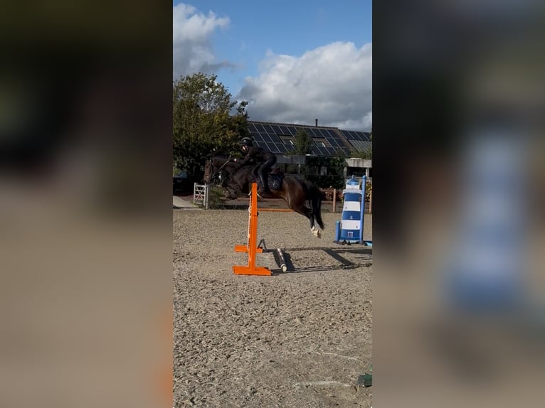 Belgian Warmblood Mare 9 years 14 hh Smoky-Black in Liège