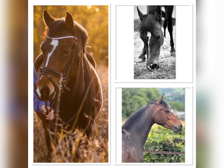 Belgian Warmblood Mare 9 years 14 hh Smoky-Black in Liège