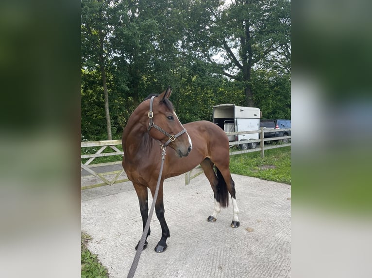 Belgian Warmblood Mare 9 years 16,1 hh Bay-Dark in Maldegem