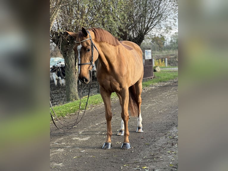 Belgian Warmblood Mare 9 years 16,1 hh Chestnut-Red in Maaseik