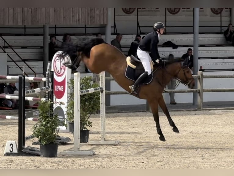 Belgian Warmblood Mare 9 years 16,2 hh Bay-Dark in Enghien