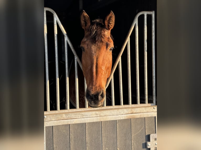 Belgian Warmblood Mare 9 years 16,2 hh Bay-Dark in Enghien