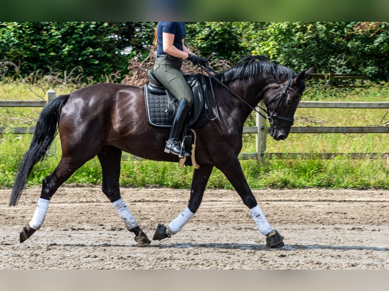 Belgian Warmblood Mare 9 years 16,2 hh Black in Asper