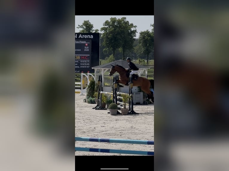 Belgian Warmblood Mare 9 years 16.2 hh Brown in Warendorf