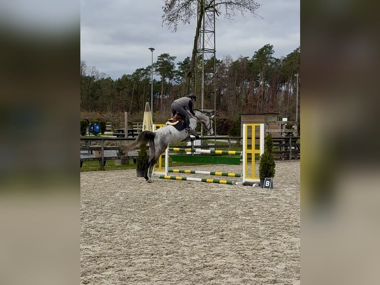 Belgian Warmblood Mare 9 years 16.2 hh Grey-Blue-Tan in Hamont