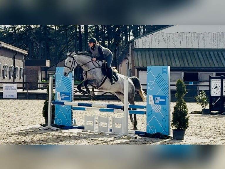 Belgian Warmblood Mare 9 years 16.2 hh Grey-Blue-Tan in Hamont