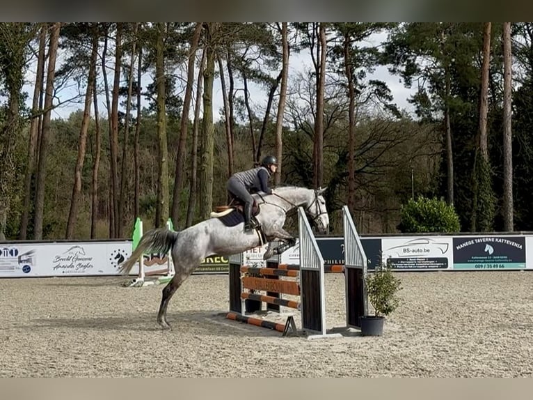 Belgian Warmblood Mare 9 years 16.2 hh Grey-Blue-Tan in Hamont