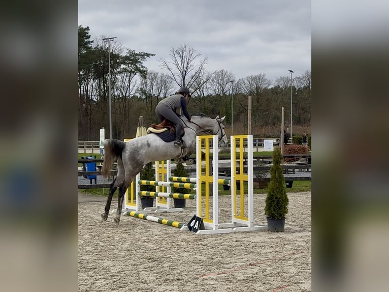 Belgian Warmblood Mare 9 years 16.2 hh Grey-Blue-Tan in Hamont