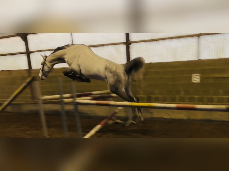 Belgian Warmblood Mare 9 years 16.2 hh Grey-Blue-Tan in Hamont