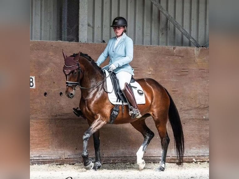 Belgian Warmblood Mare 9 years 16 hh Bay-Dark in Tinte