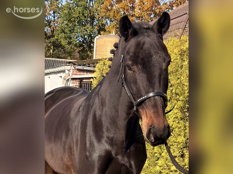 Belgian Warmblood Mare 9 years 16 hh Bay-Dark in Nettetal