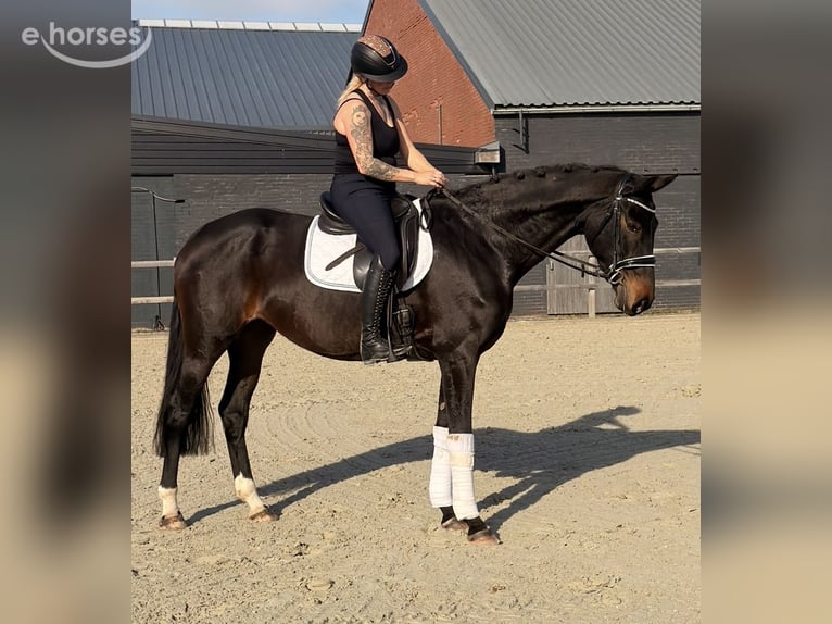Belgian Warmblood Mare 9 years 16 hh Bay-Dark in Nettetal