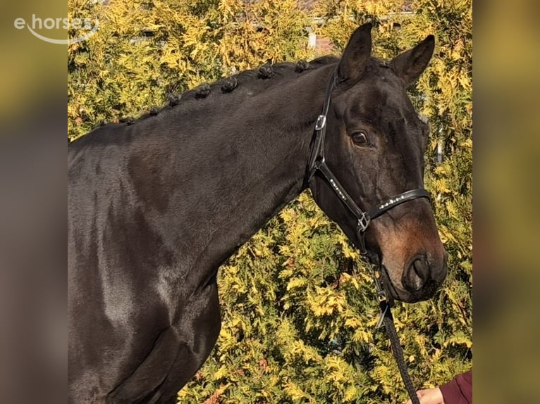 Belgian Warmblood Mare 9 years 16 hh Bay-Dark in Nettetal