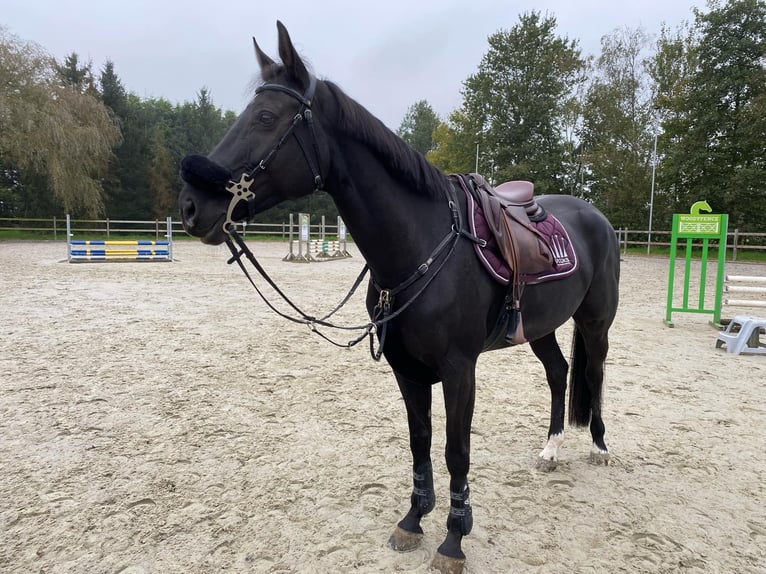 Belgian Warmblood Mare 9 years 16 hh Black in Schriek