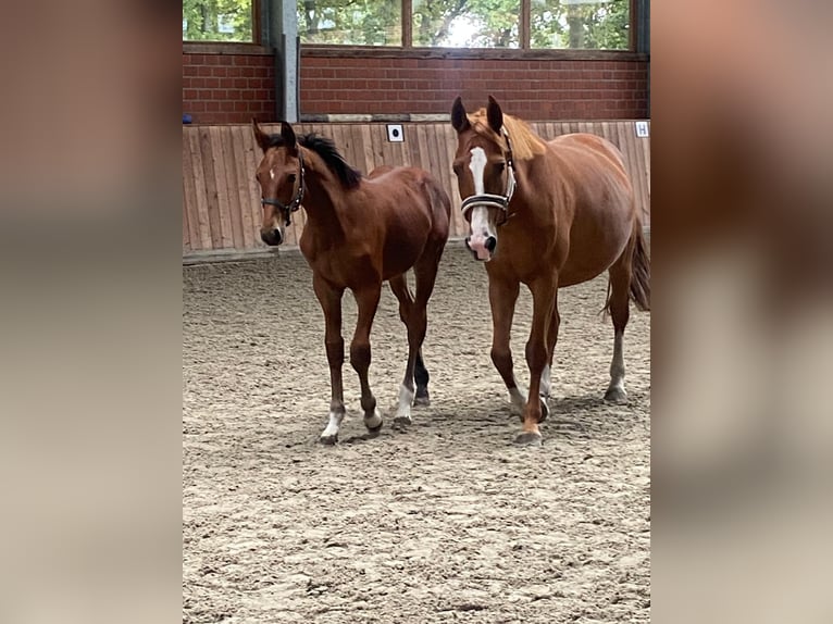 Belgian Warmblood Mare 9 years 16 hh Chestnut-Red in Marl