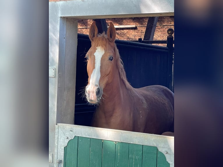 Belgian Warmblood Mare 9 years 16 hh Chestnut-Red in Marl