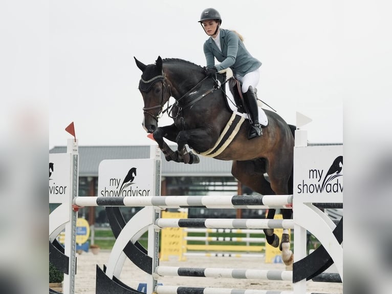 Belgian Warmblood Mare 9 years 16,1 hh Bay-Dark in Zuidoostbeemster