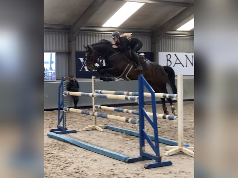 Belgian Warmblood Mare 9 years 16,1 hh Bay-Dark in Zuidoostbeemster