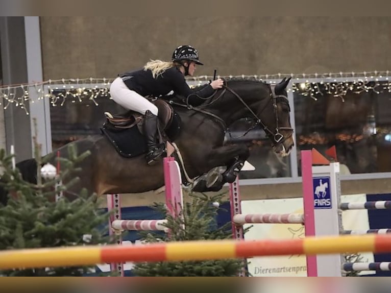Belgian Warmblood Mare 9 years 16,1 hh Bay-Dark in Zuidoostbeemster