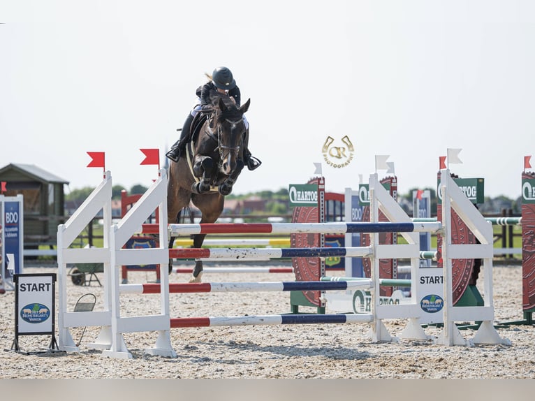 Belgian Warmblood Mare 9 years 16,1 hh Bay-Dark in Zuidoostbeemster