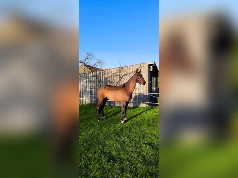 Belgian Warmblood Mare 9 years 16,1 hh Brown in Pfaffenhofen an der Roth