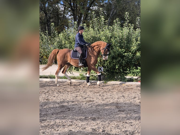 Belgian Warmblood Mare 9 years 16,2 hh Chestnut-Red in Ingolstadt