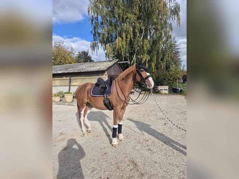 Belgian Warmblood Mare 9 years 16,2 hh Chestnut-Red in Ingolstadt