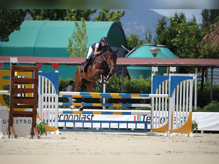 Belgian Warmblood Mare 9 years 17 hh Brown in Lama