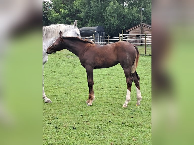 Belgian Warmblood Mare Foal (03/2025) 13,2 hh Chestnut in Bois de Halleux 861