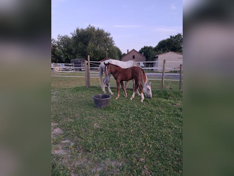 Belgian Warmblood Mare Foal (03/2025) 13,2 hh Chestnut in Bois de Halleux 861