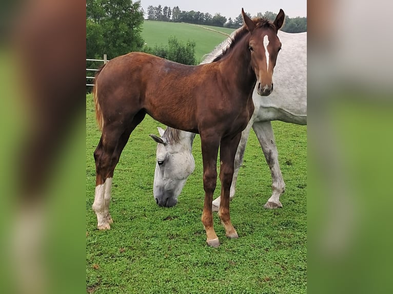 Belgian Warmblood Mare Foal (03/2025) 13,2 hh Chestnut in Bois de Halleux 861