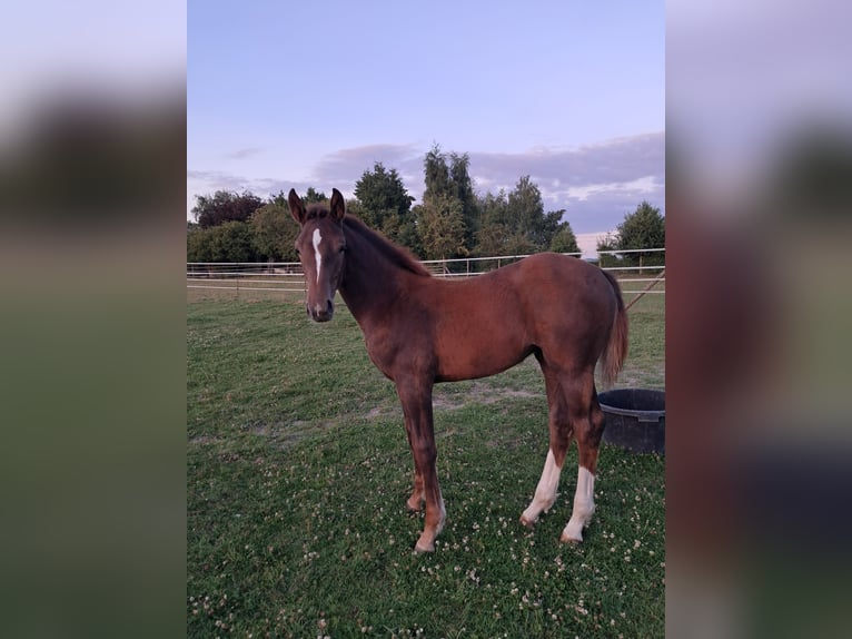 Belgian Warmblood Mare Foal (03/2025) 13,2 hh Chestnut in Bois de Halleux 861