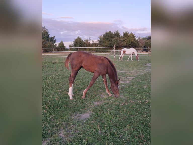 Belgian Warmblood Mare Foal (03/2025) 13,2 hh Chestnut in Bois de Halleux 861