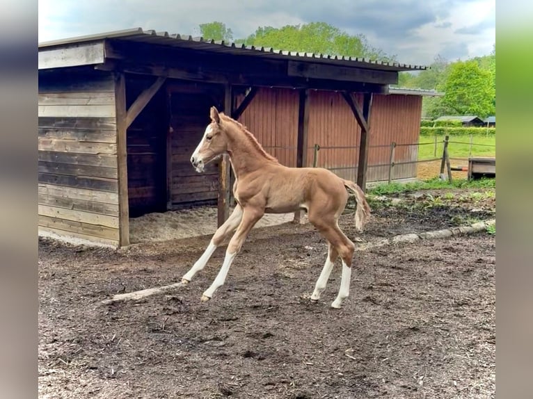 Belgian Warmblood Mare Foal (04/2026) 16.2 hh Chestnut-Red in Herselt