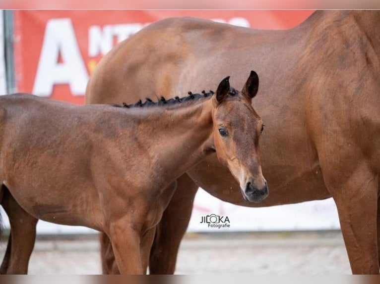 Belgian Warmblood Mare Foal (04/2025) 16,1 hh Brown in Oostmalle