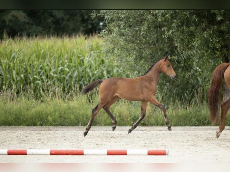 Belgian Warmblood Mare Foal (04/2025) 16,1 hh Brown in Oostmalle
