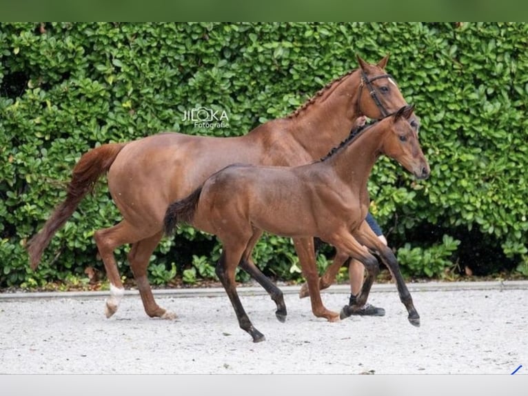 Belgian Warmblood Mare Foal (04/2025) 16,1 hh Brown in Oostmalle