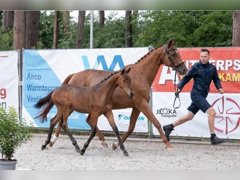 Belgian Warmblood Mare Foal (04/2025) 16,1 hh Brown in Oostmalle